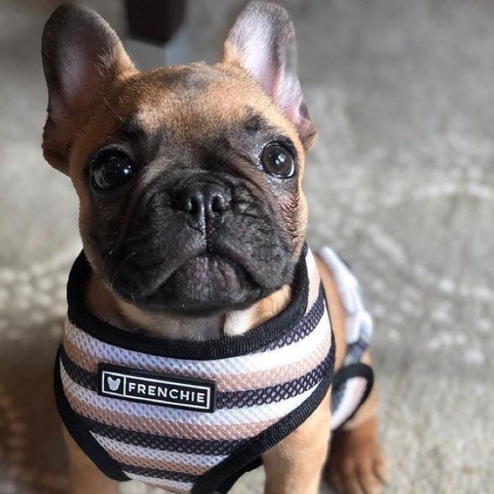 Meet your Posher, Oya